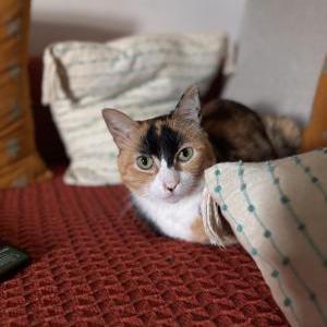 Image of Selena, Lost Cat
