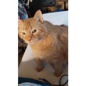 Lost Cat Teddy 