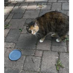 Image of Unknown, Found Cat
