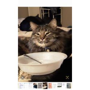 Image of Baby Girl, Lost Cat