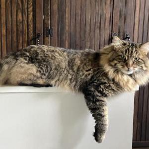 Image of Stitch, Lost Cat