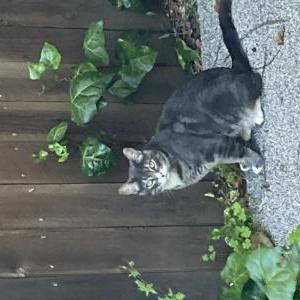 Image of Billie, Lost Cat