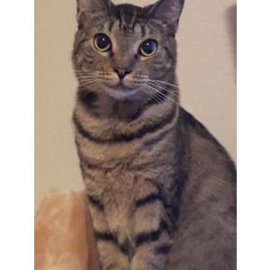 Lost Cat Yuffie