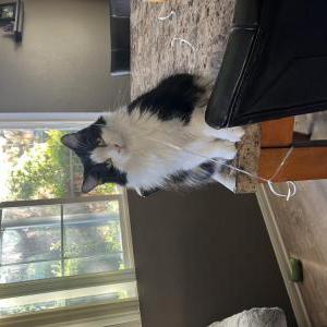 Image of Minnie, Lost Cat