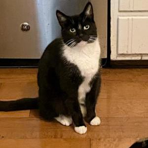 Lost Cat Derp
