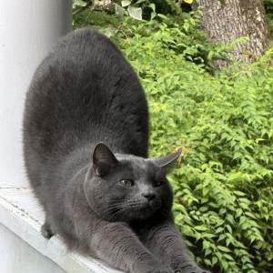 Lost Cat Pistachio/Tashi