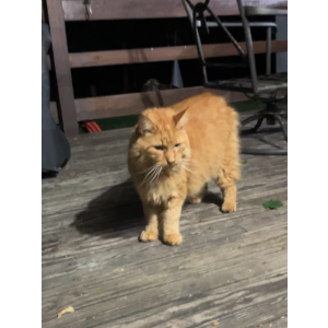 Found Cat Unknown