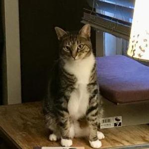 Lost Cat Ally