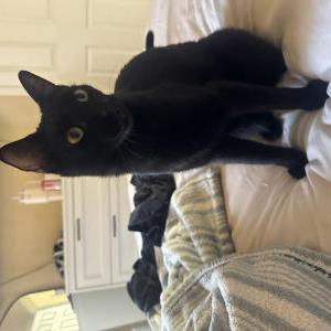 Image of poptart, Lost Cat