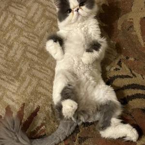 Image of Donnie, Lost Cat