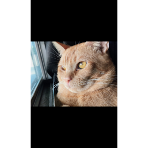 Lost Cat Milo