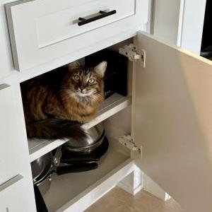 Image of Girl kitty / GK, Lost Cat