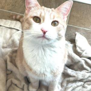 Image of Mango, Lost Cat
