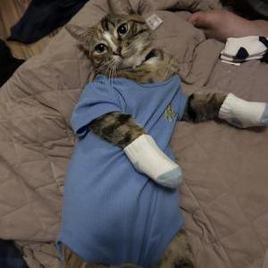 Lost Cat Tipsy