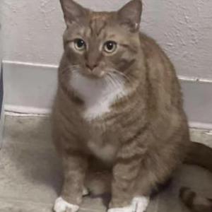 Image of olaf(theodore), Lost Cat