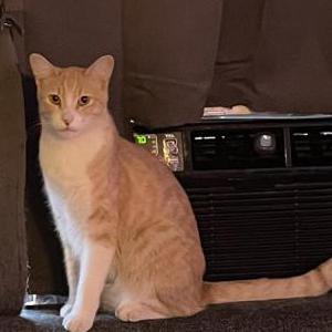 Image of Monkey, Lost Cat