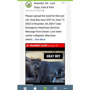 Image of Gray Boy, Lost Cat