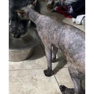 Lost Cat Junie