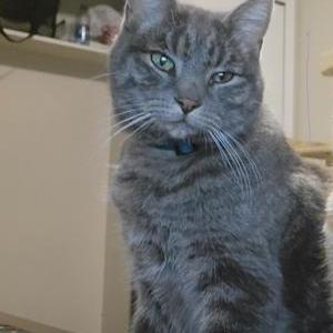 Lost Cat Bubbles