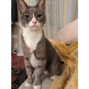 Image of Gracie, Lost Cat