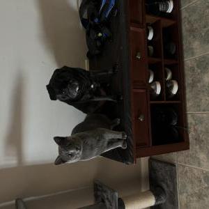Lost Cat Greyson