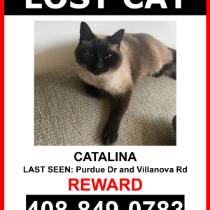 Image of Catalina, Lost Cat