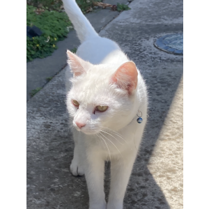 Image of Unknown, Found Cat