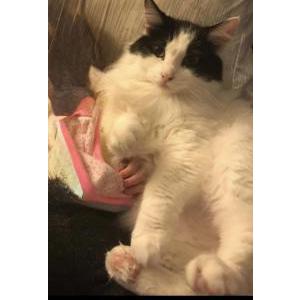 Lost Cat Bree