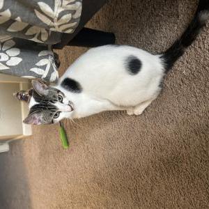 Image of Simba, Lost Cat