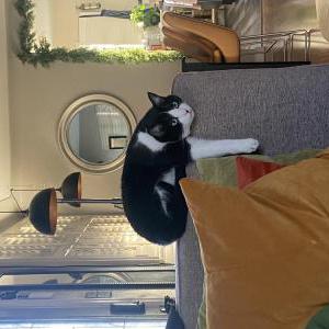 Lost Cat Wyld
