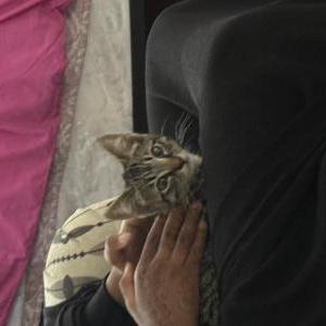 Image of Hitchcock, Lost Cat