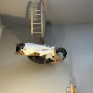 Image of Venus, Lost Cat