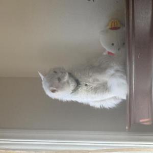 Image of Zeus, Lost Cat