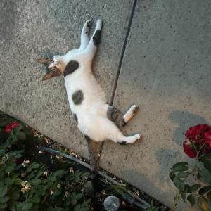 Image of Simba, Lost Cat