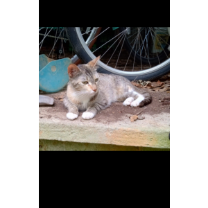 Image of Bootsy, Lost Cat