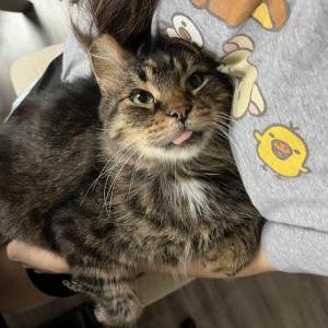 Lost Cat Gary
