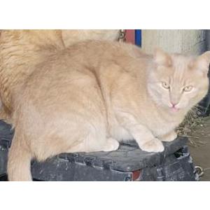 Lost Cat Lars
