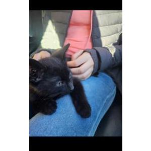 Lost Cat Binx