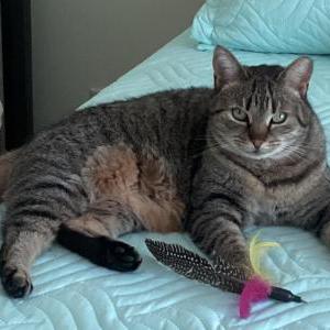 Lost Cat Isha