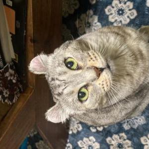 Image of Mya, Lost Cat