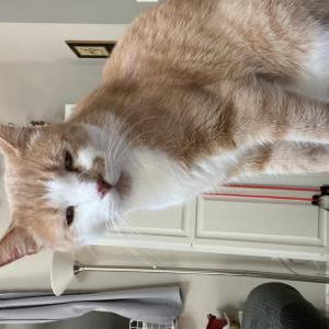 Image of Milo, Lost Cat
