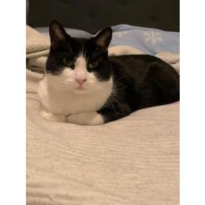 Image of Princess/mamas, Lost Cat