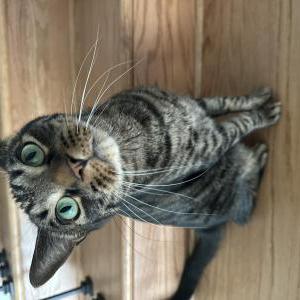 Image of Stanley Mateo, Lost Cat