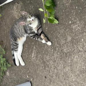 Image of Chiiku, Lost Cat
