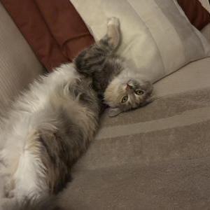 Lost Cat Molly