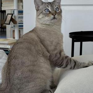 Lost Cat Brando