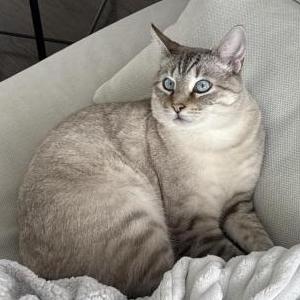 2nd Image of Brando, Lost Cat