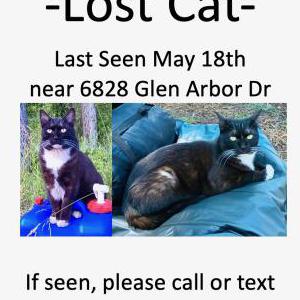Lost Cat Kosmo