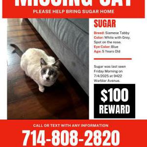 Image of Sugar, Lost Cat