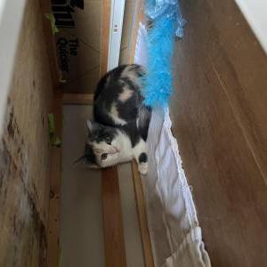 Image of Vespurr, Lost Cat